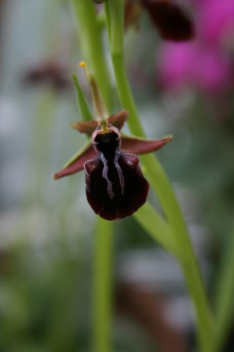 Ophrys mammosa 