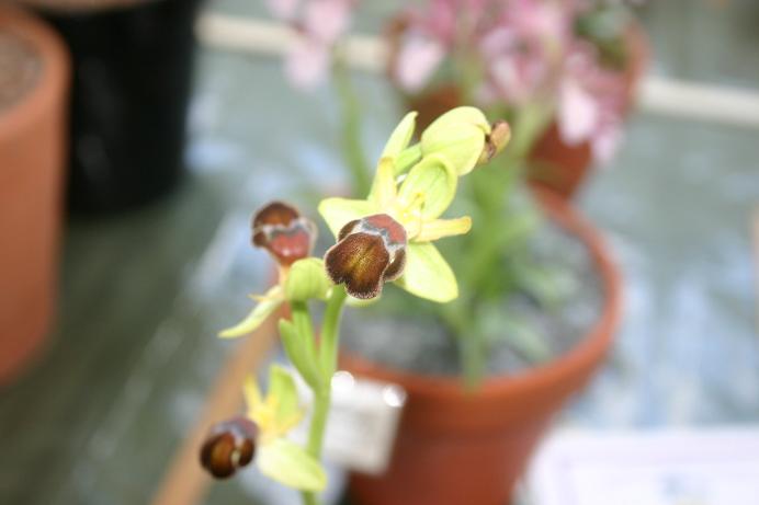 Ophrys omegaifera 