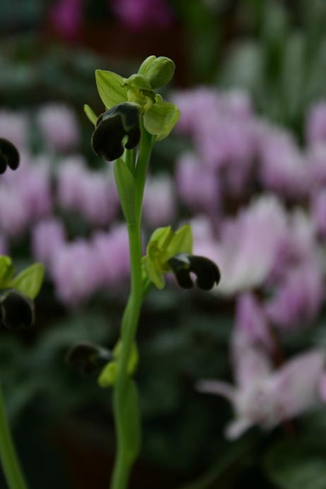 Ophrys omegaifera 