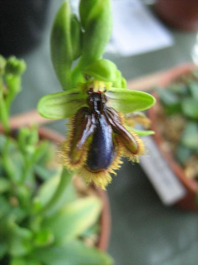 Ophrys vernixia 