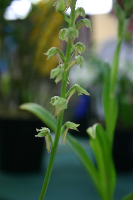 Orchis anthropophorum 