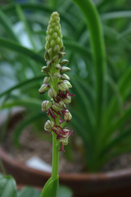 Orchis anthropophorum 