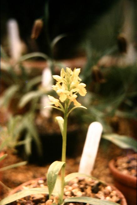 Orchis comara 