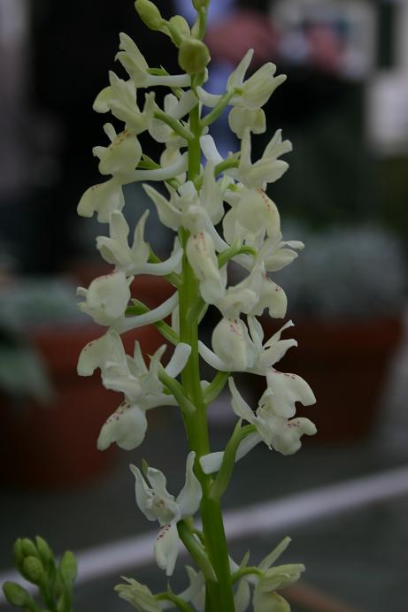 Orchis provincialis 