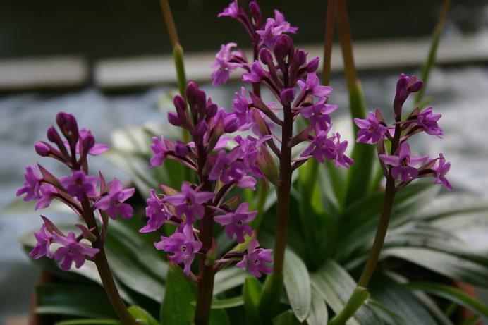 Orchis quadripunctata 