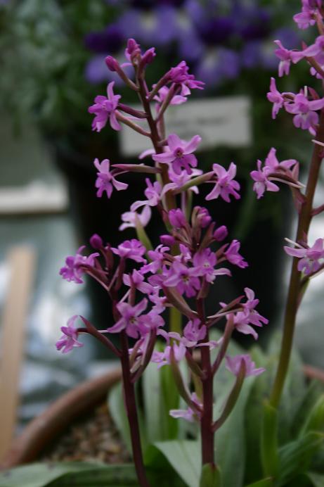 Orchis quadripunctata 