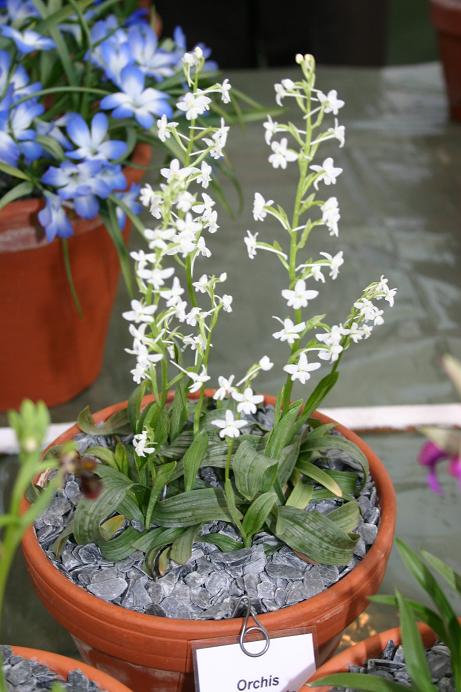 Orchis quadripinctata f. albiflora 