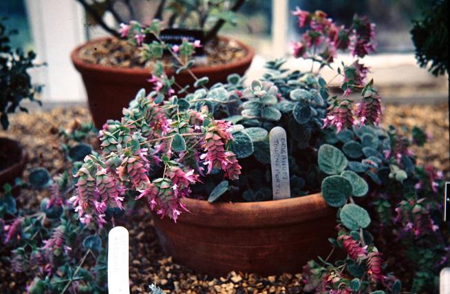 Origanum tournefortii 