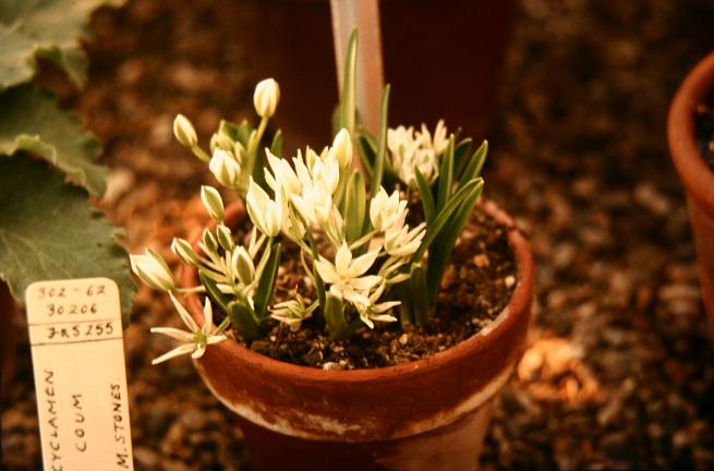 Ornithogalum balansae 