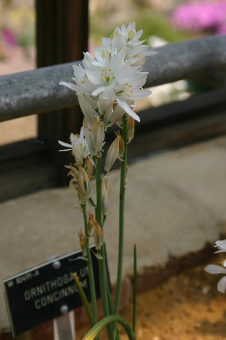 Ornithogalum concinnum 