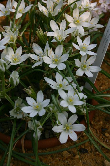 Ornithogalum exscapum 