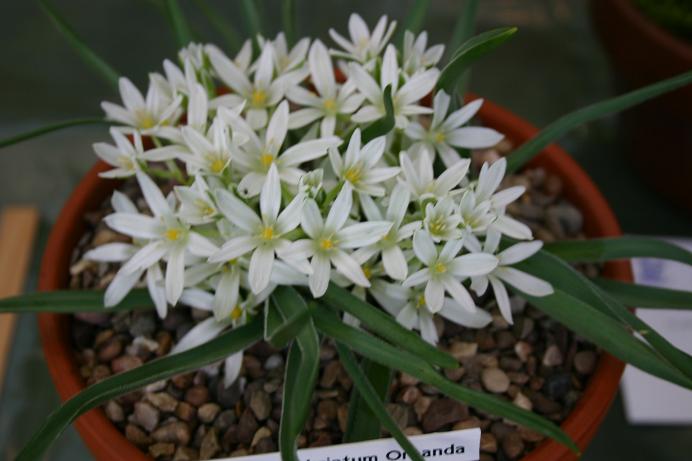 Ornithogalum fimbriatum 'Oreanda' 