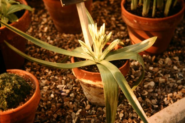 Ornithogalum montanum platyphyllum 