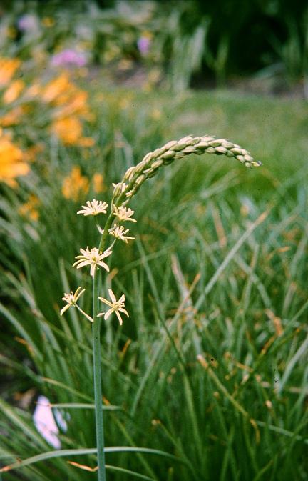 Ornithogalum pyrenaicum 