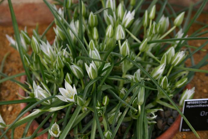 Ornithogalum sintenisii 