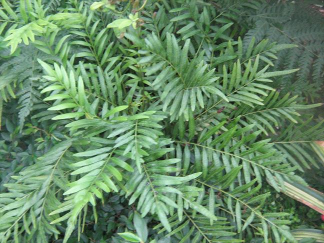 Osmunda javanica 