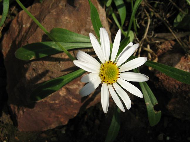 Osteospermum caulescens 