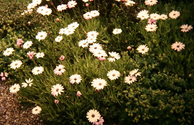 Osteospermum jucundum 