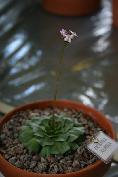 Ourisia alpina 