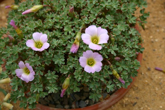 Oxalis adenophylla 'Minutifolia' 