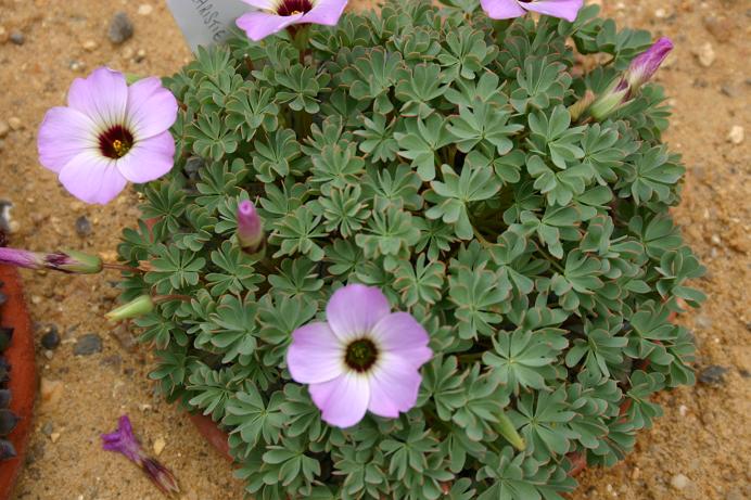 Oxalis 'Anne Christie' 