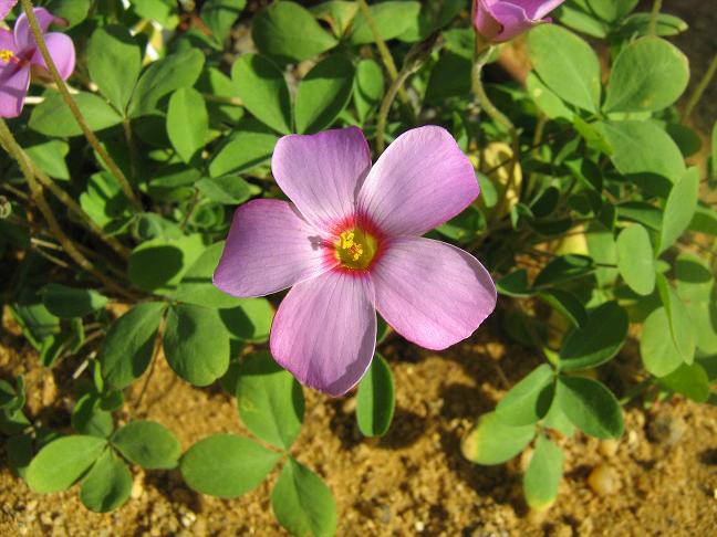 Oxalis callosa 