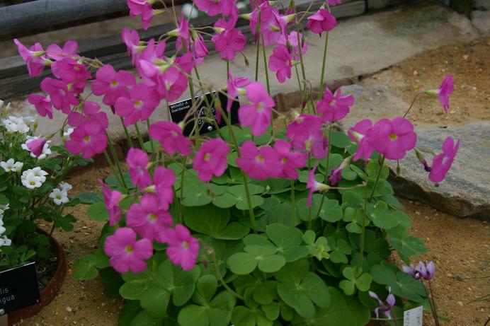 Oxalis debilis 