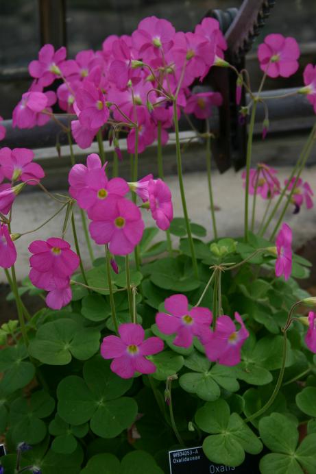 Oxalis debilis 