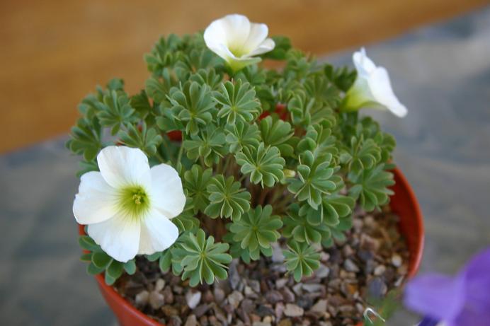 Oxalis enneaphylla 'Alba' 