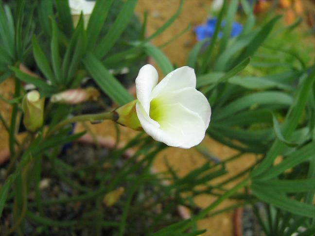 Oxalis flava 