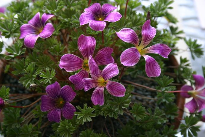 Oxalis 'Gwen McBride' 