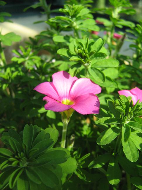 Oxalis hirta 'Gothenburg' 