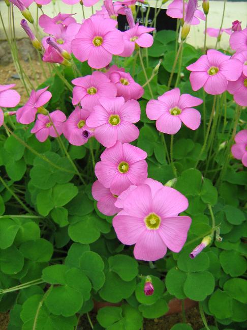 Oxalis imbricata var violacea 