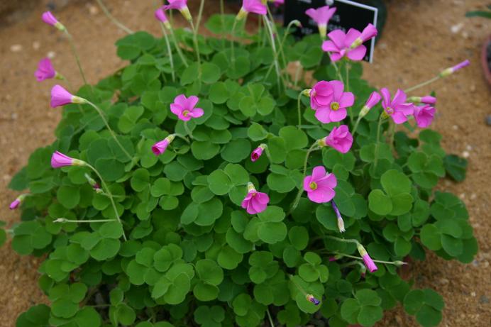 Oxalis imbricata var violacea 