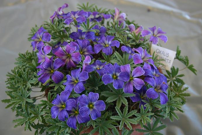 Oxalis laciniata 'Sweet Sue' 