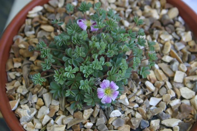 Oxalis loricata 'Perito' 