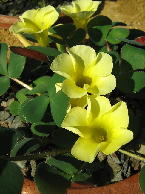 Oxalis luteola 