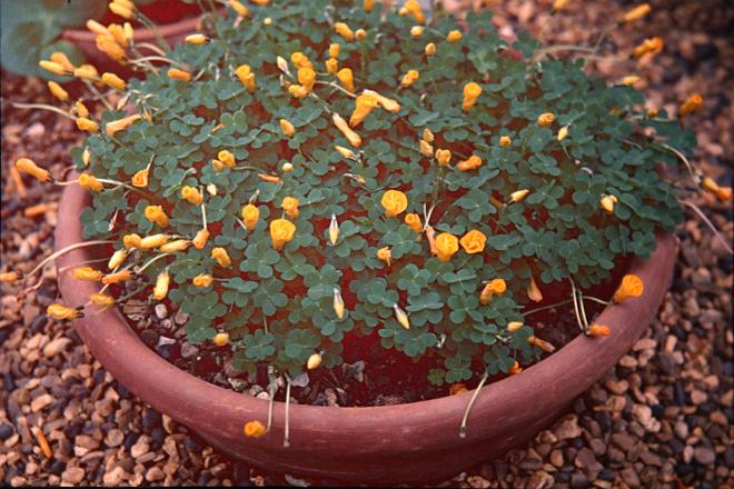 Oxalis perdicaria (lobata) 