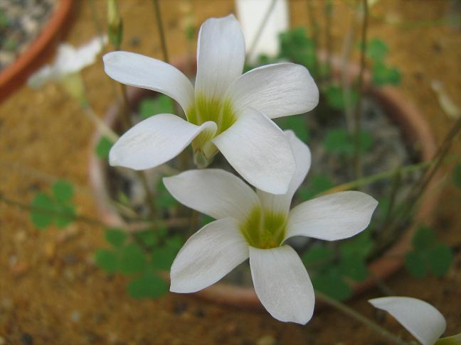 Oxalis pocockiae 