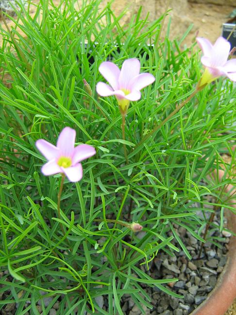 Oxalis polyphylla heptaphylla 