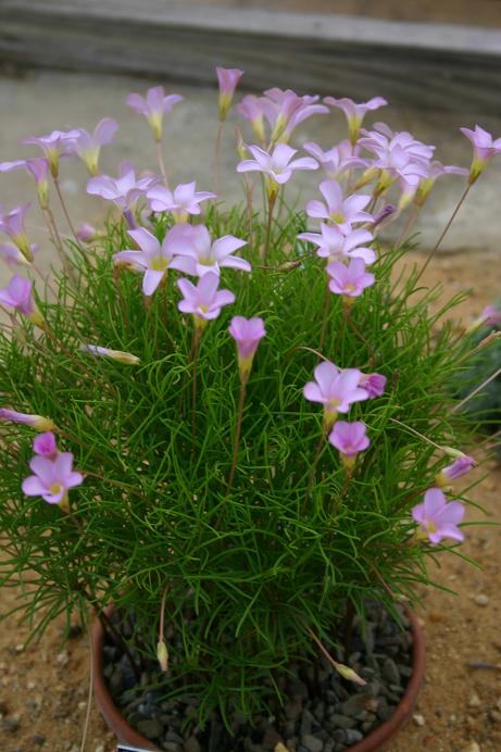 Oxalis polyphylla heptaphylla 