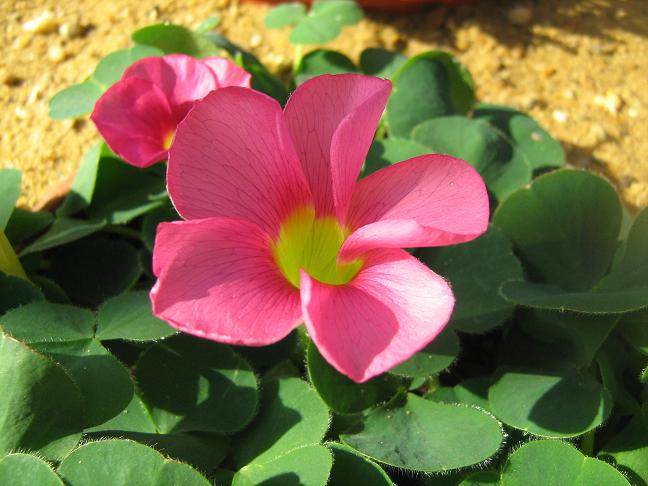 Oxalis purpurea 'Cherry' 