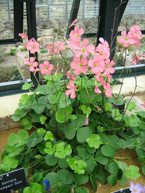 Oxalis semiloba 