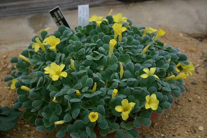 Oxalis speciosa 'Ken Aslett' 