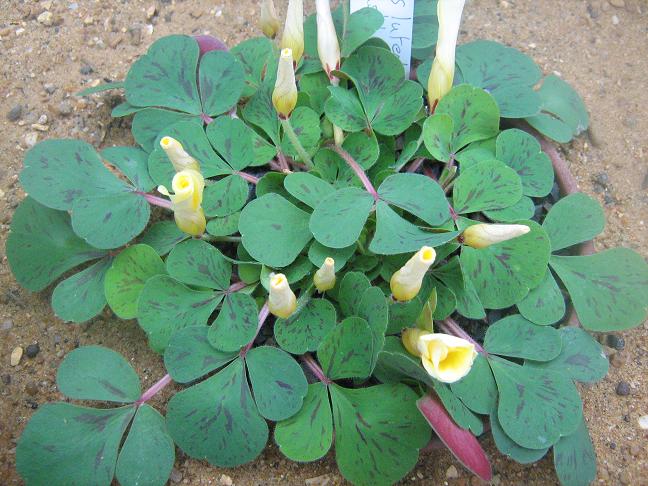 Oxalis  'Splish Splash' 