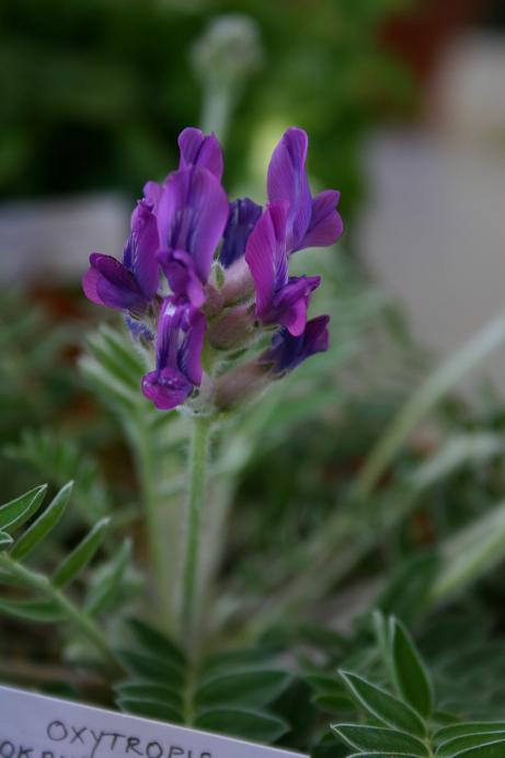 Oxytropis shokanbetsuensis 