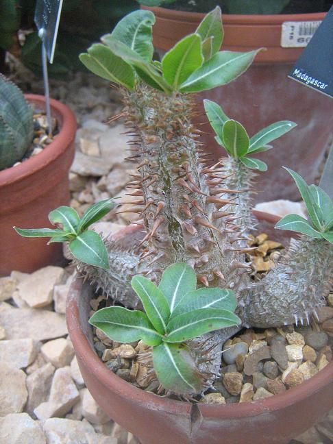 Pachypodium densiflorum 