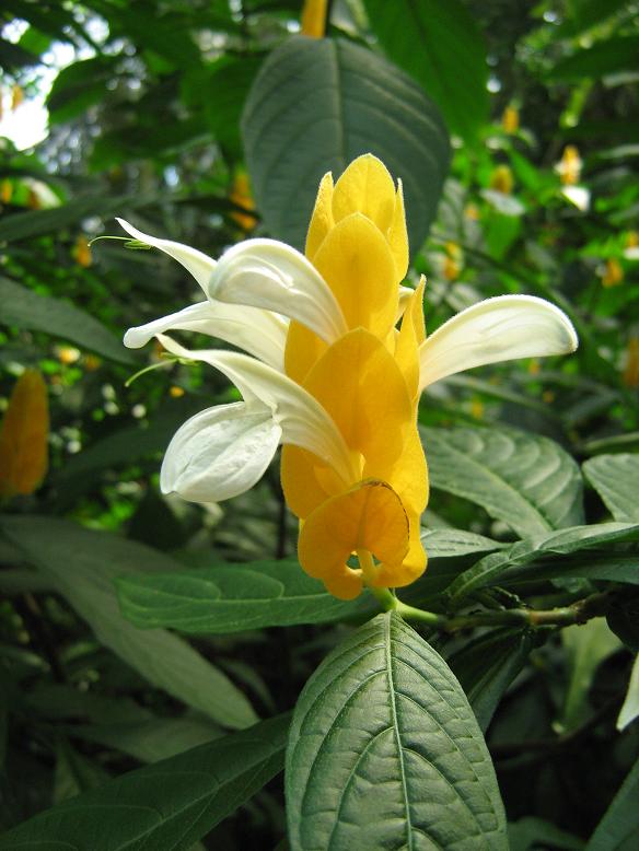 Pachystachy lutea 