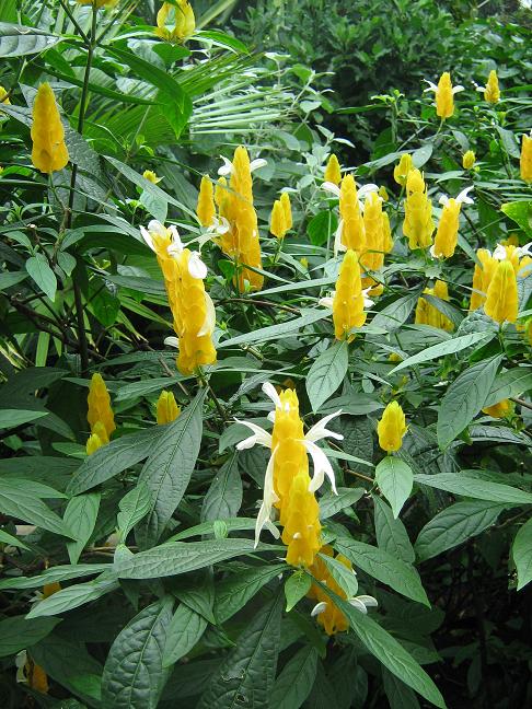 Pachystachy lutea 