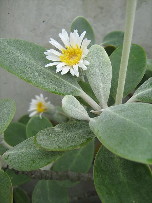 Pachystegia insignis var minor 